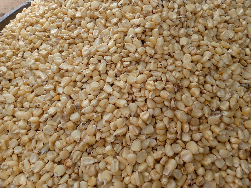 Dried Maize Grain