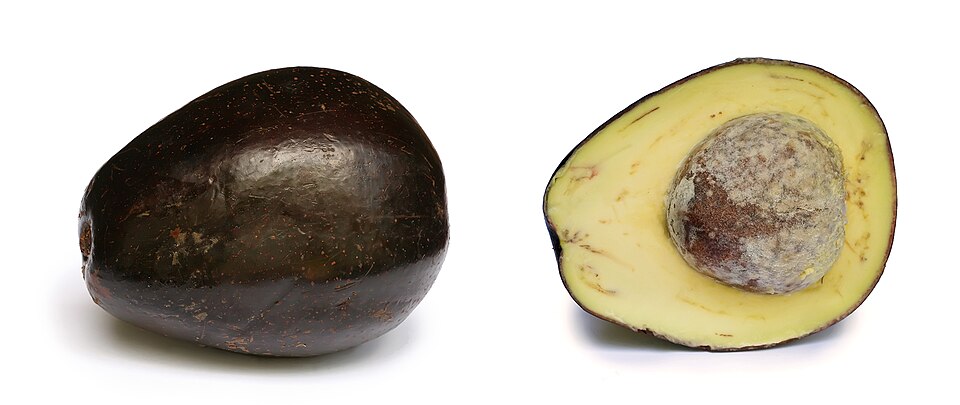 Avocado (Hass) 2