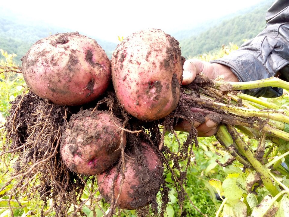 Irish Potatoes