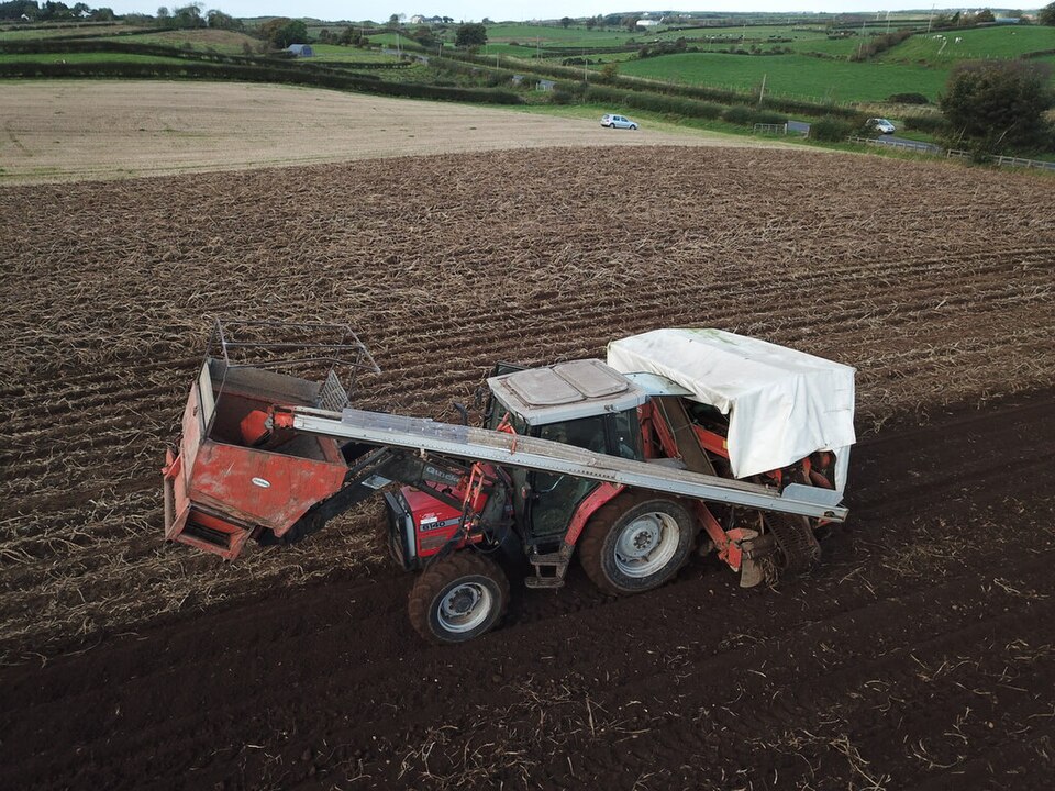 Irish Potatoes 2