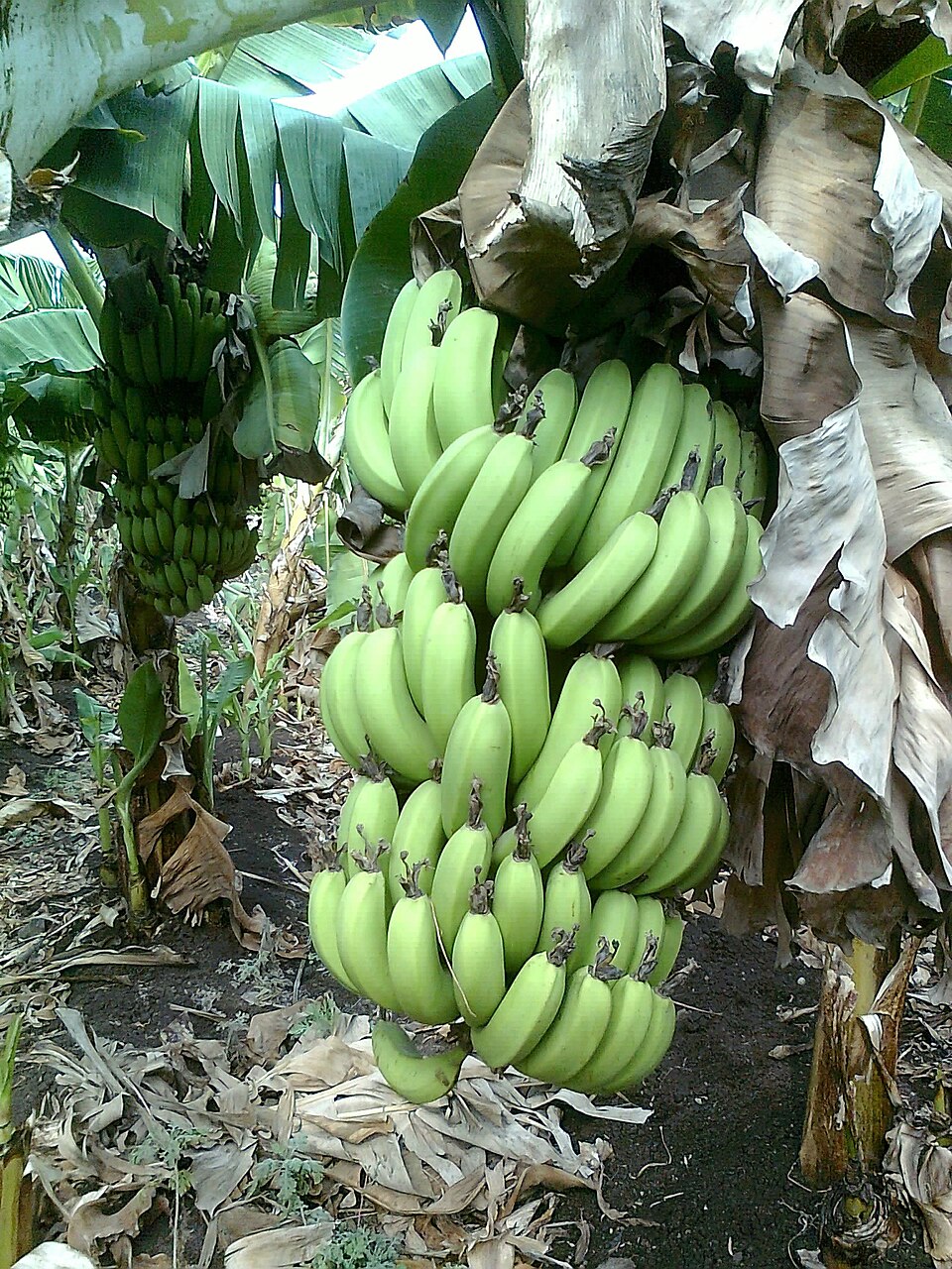 Sweet Bananas