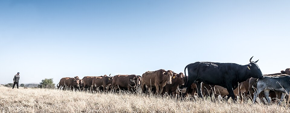 Local Breed Cattle