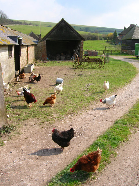 Free-range Chickens