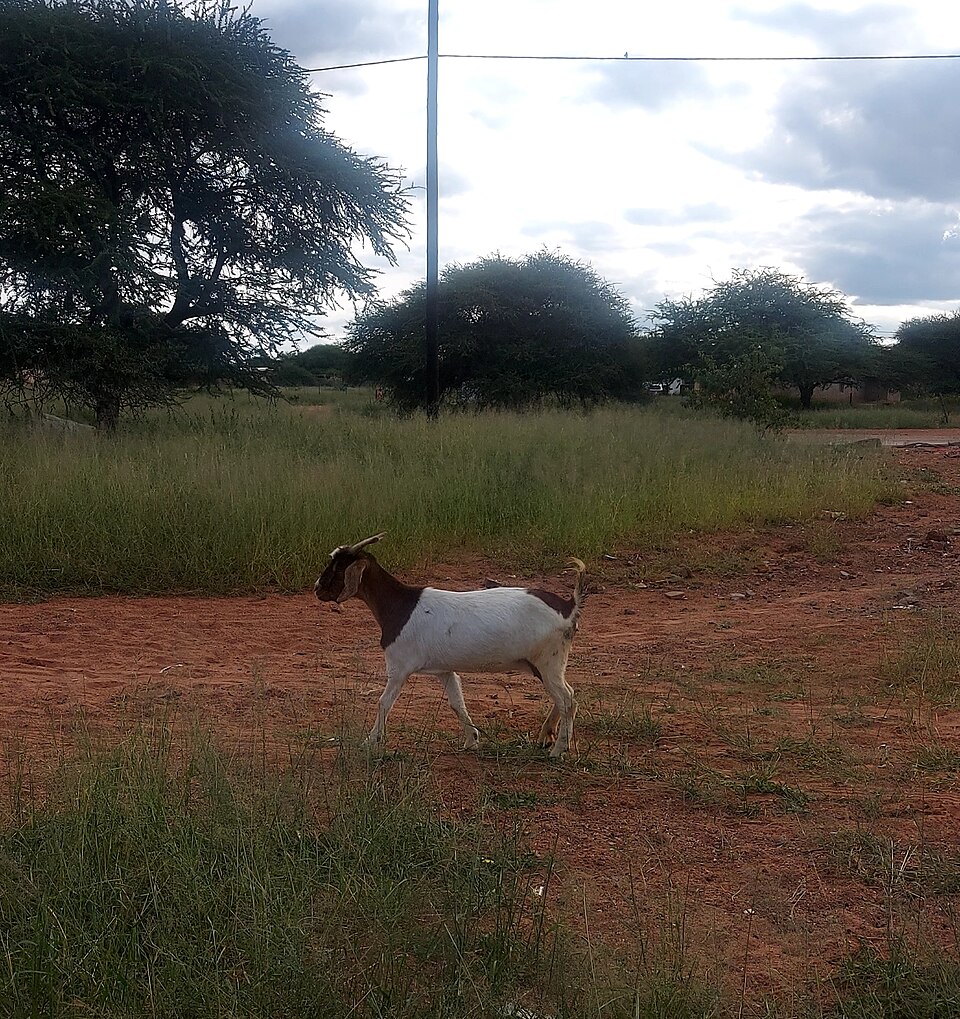 Boer Goats