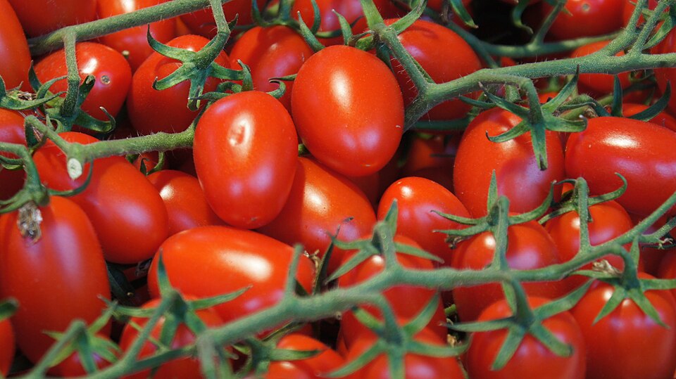 Fresh Tomatoes 2