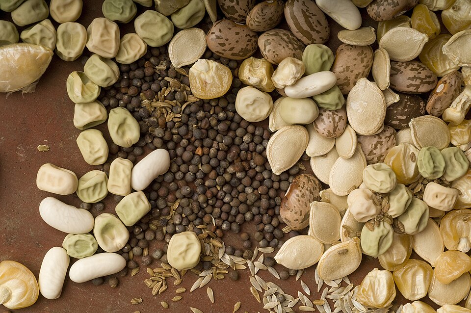 Hybrid Maize Seeds